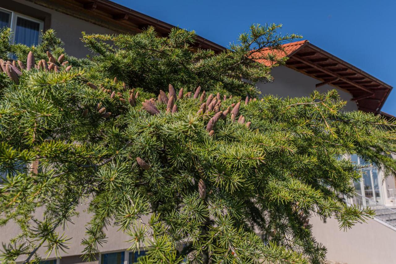 Stejarii Resort Ineu  Exterior photo